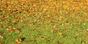 Why Is My Lawn Turning Yellow in Summer? (And How To Fix It)