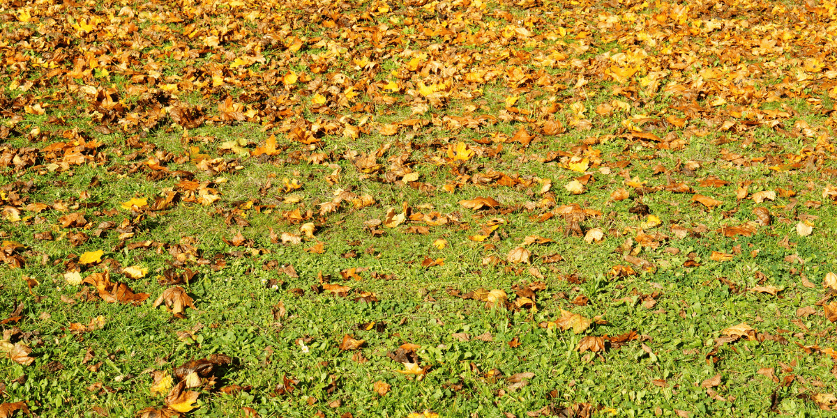 Why Is My Lawn Turning Yellow in Summer (And How To Fix It)